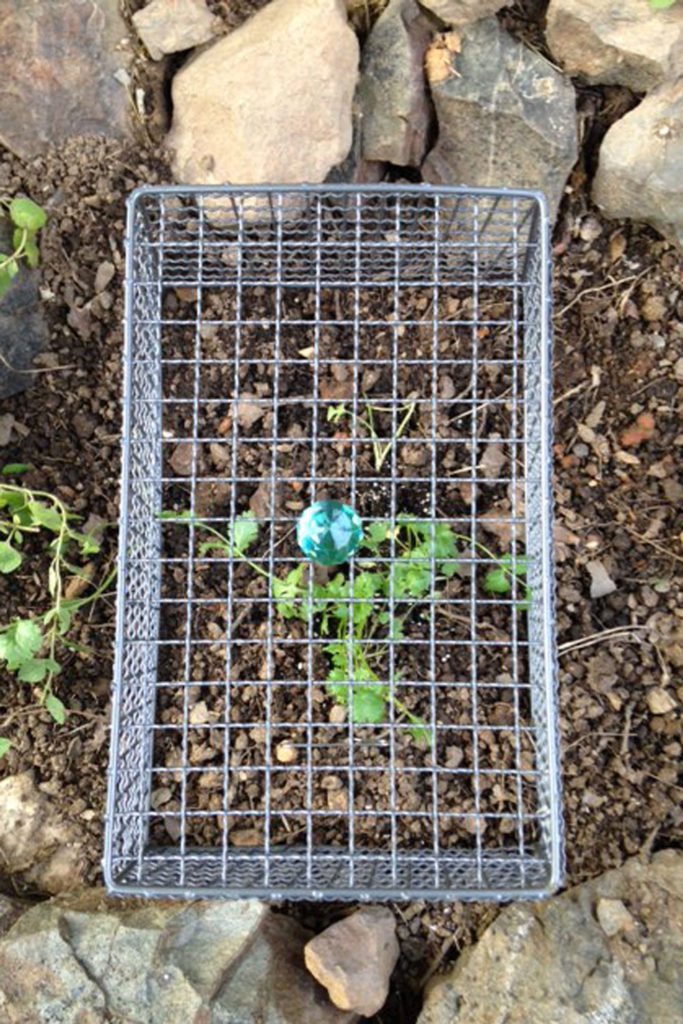 DIY Wire Mesh Plant Cover to Keep the Bunnies Out