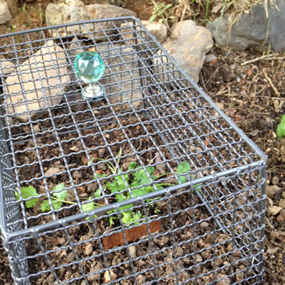 Diy Wire Mesh Plant Cover To Keep The Bunnies Out Orange Bettie